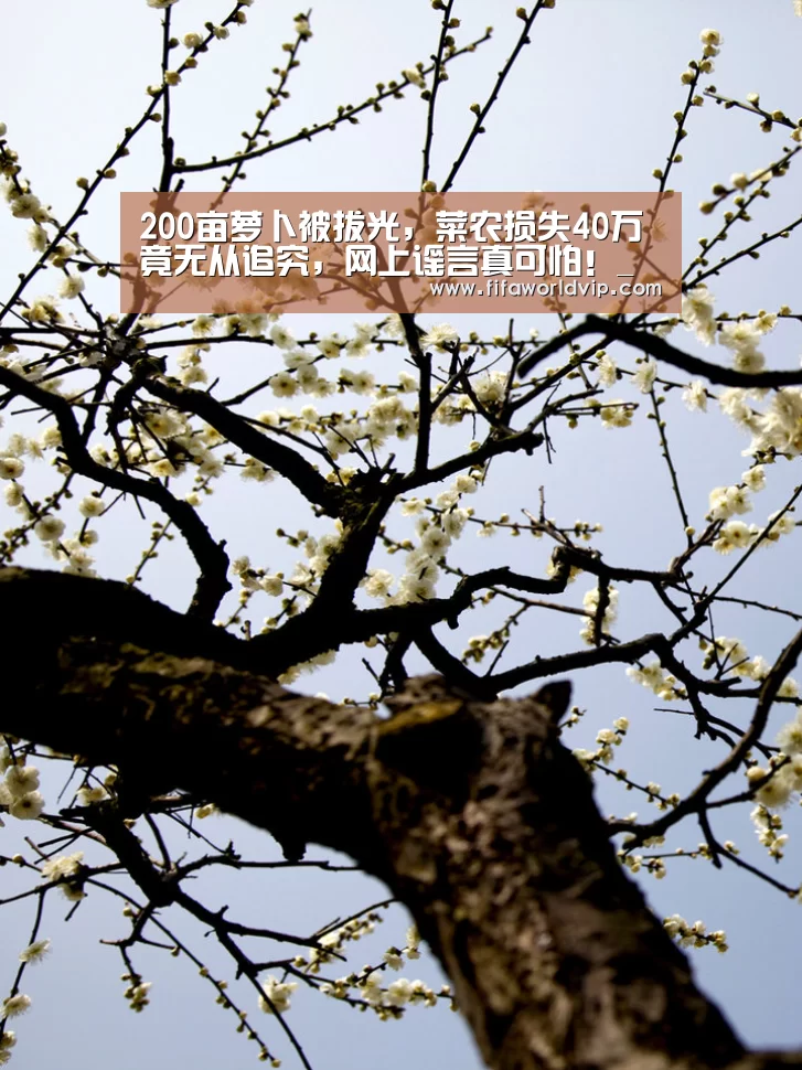 世界杯外围买球官网